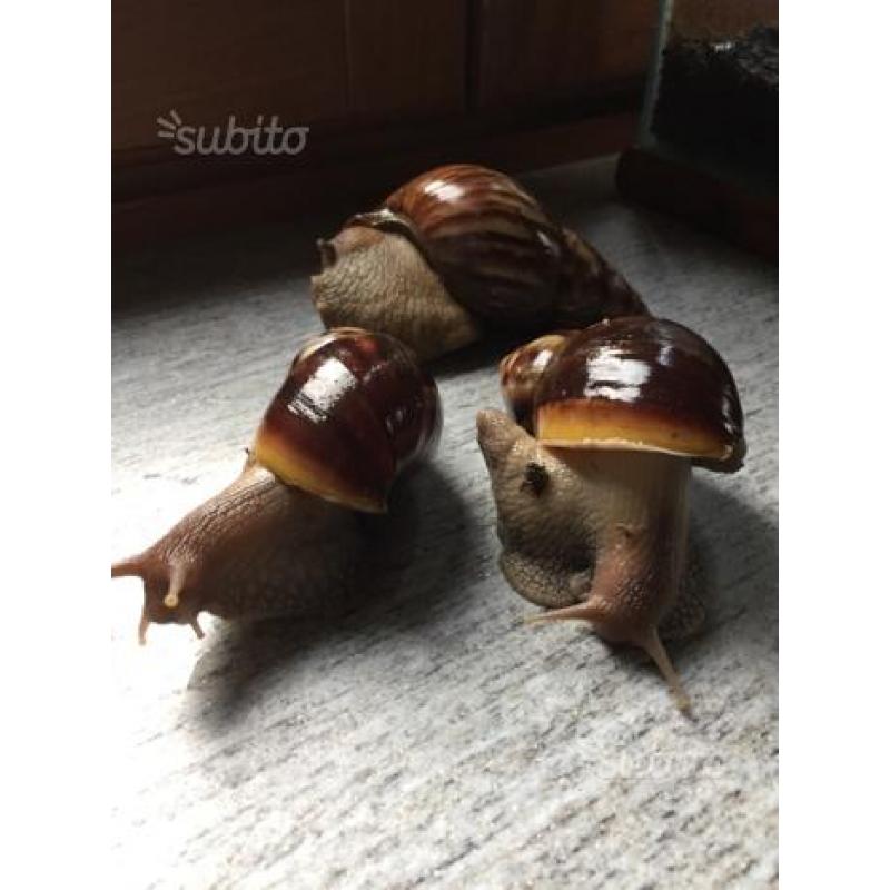 3 Achatina Fulica con il terrario