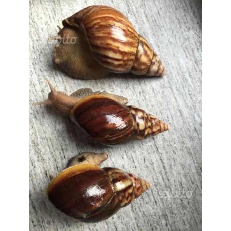 3 Achatina Fulica con il terrario