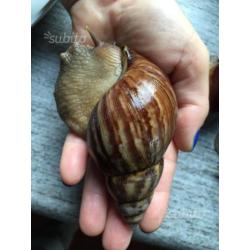 3 Achatina Fulica con il terrario