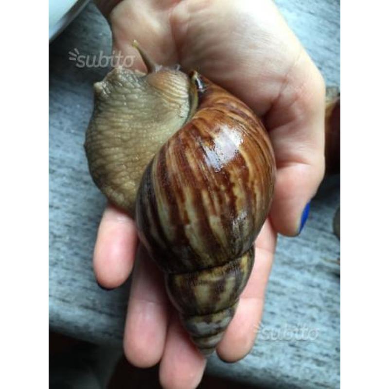 3 Achatina Fulica con il terrario