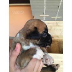 Boxer cuccioli