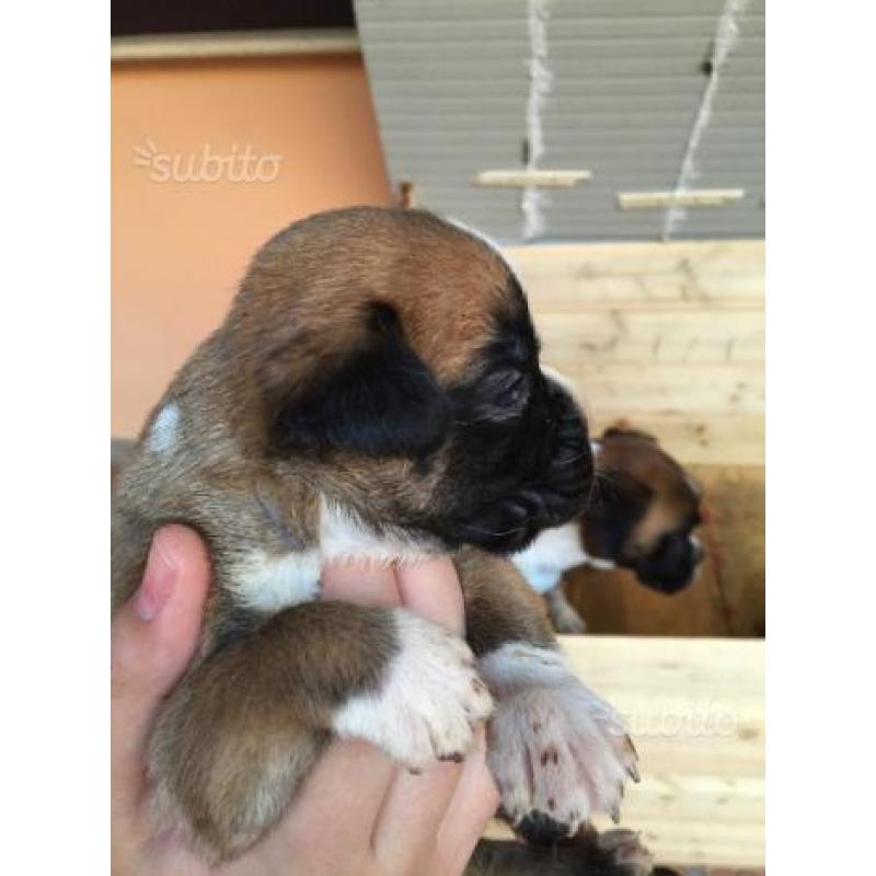 Boxer cuccioli