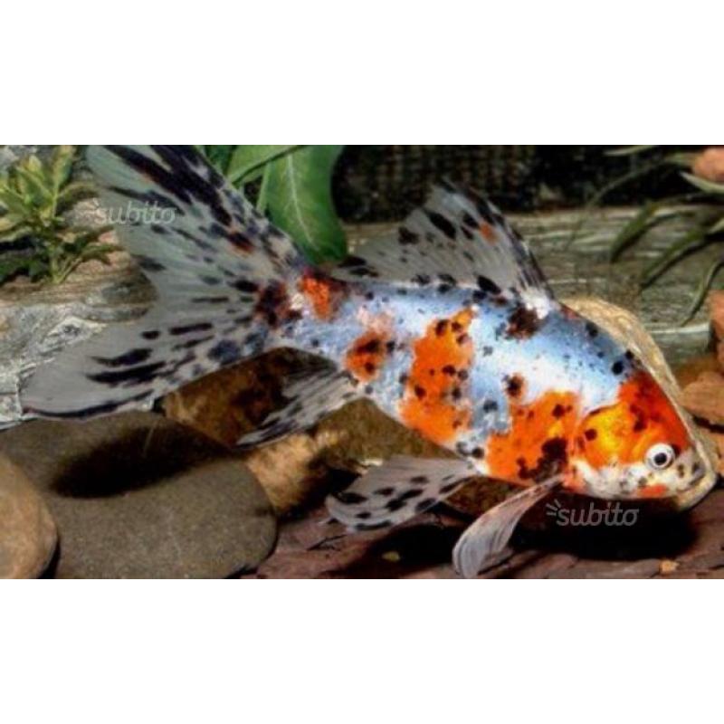 Carpe koi mix color , oranda , shubunkin , pesci