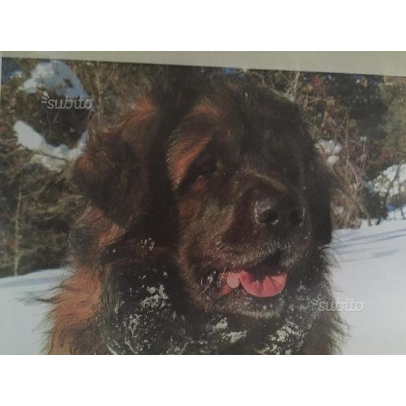 Cuccioli Leonberger alta genealogia