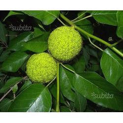 Semi di maclura pomifera