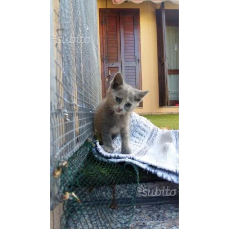 Regalo cucciola di gattina